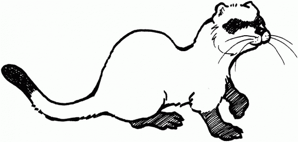 Sable coloring page image