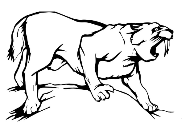 Sabre Tooth Tiger coloring page image