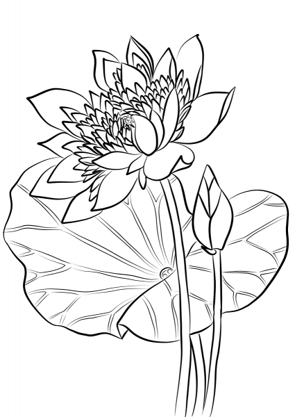 Sacred Lotus coloring page image