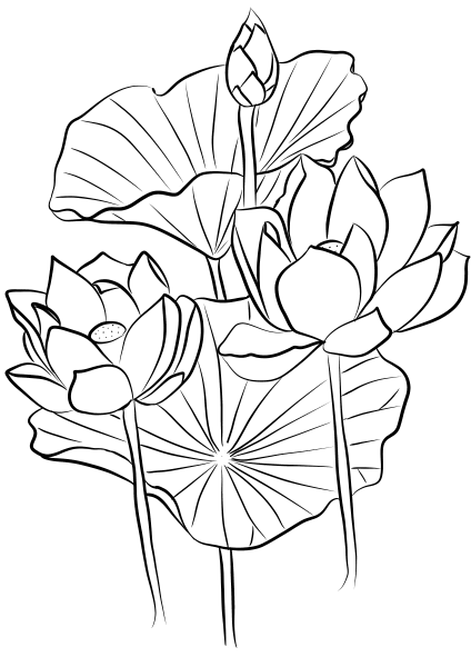 Sacred Lotus (Nelumbo nucifera) coloring page image