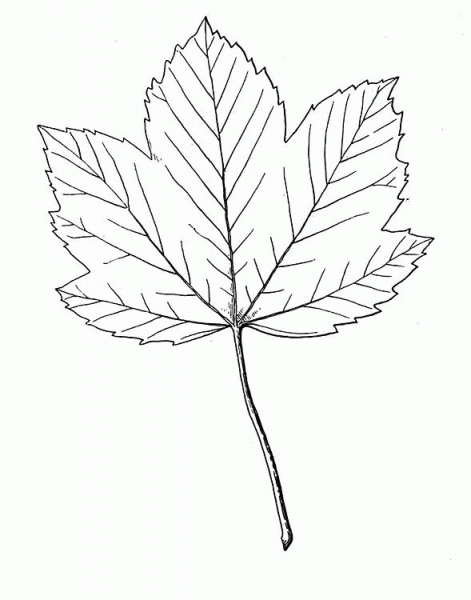 Sad Leaf coloring page image