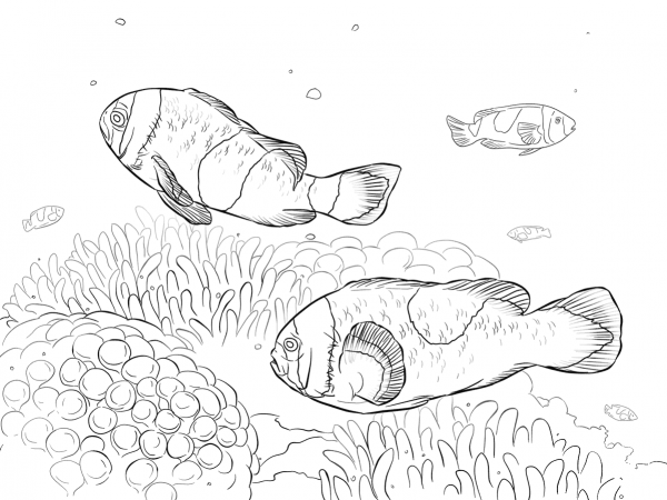 Saddleback Clownfishes coloring page image