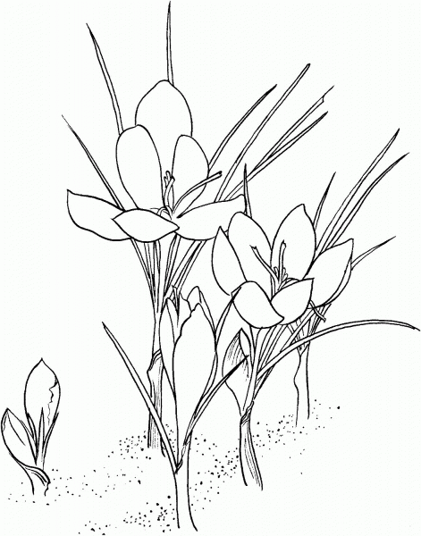 Saffron Crocus coloring page image
