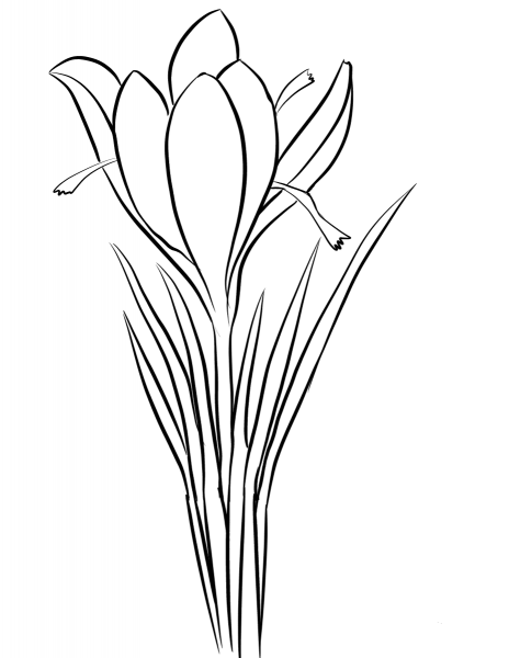 Saffron Crocus (Crocus sativus coloring page image