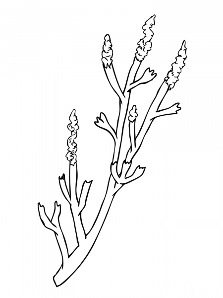 Sagebrush coloring page image
