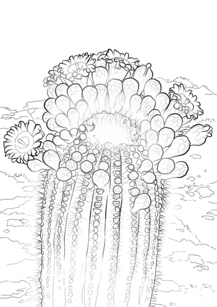 Saguaro Cactus Blossoms coloring page image
