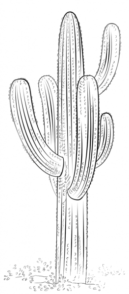 Saguaro cactus coloring page image
