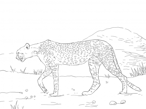 Saharan Cheetah coloring page image