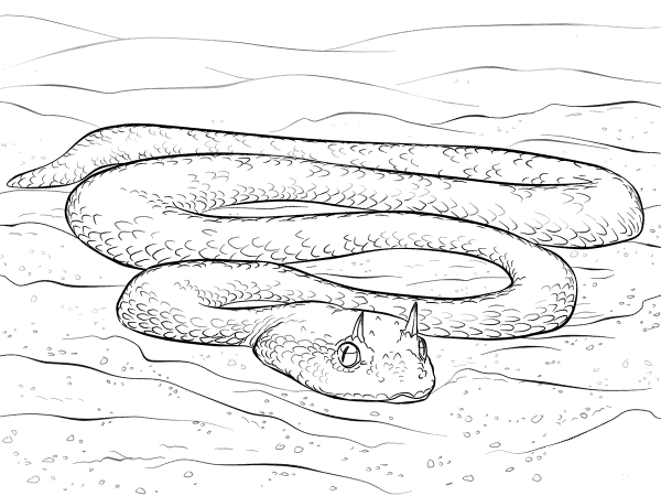 Saharan Horned Viper coloring page image