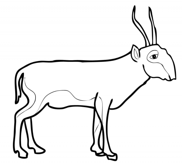 Saiga Antelope coloring page image