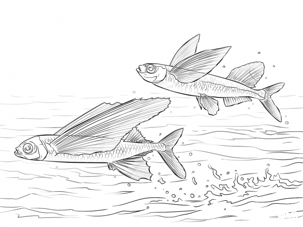 Sailfin Flying Fish And Common Atlantic Flying Fish coloring page image
