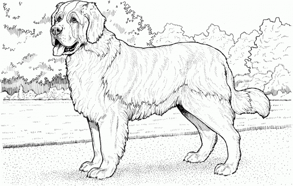 Saint Bernard coloring page image