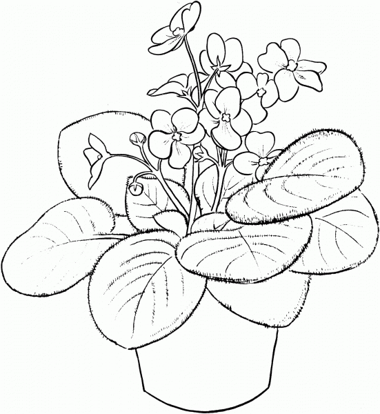 Saintpaulia Ionantha or African Violet coloring page image