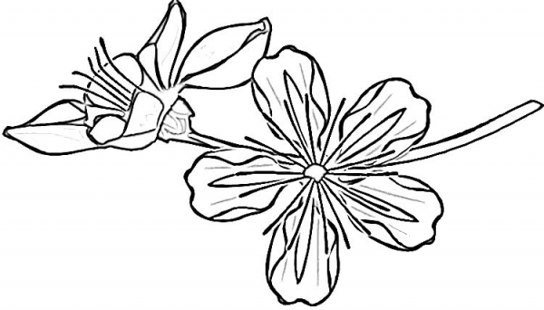Sakura  coloring page image