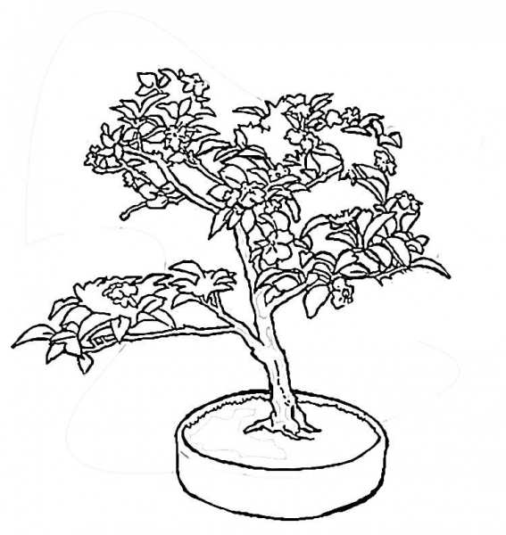 Sakura Wood  coloring page image