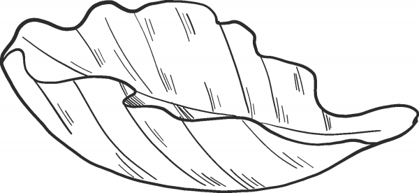 Salad coloring page image