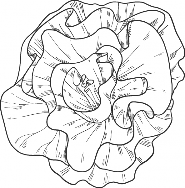 Salad coloring page image