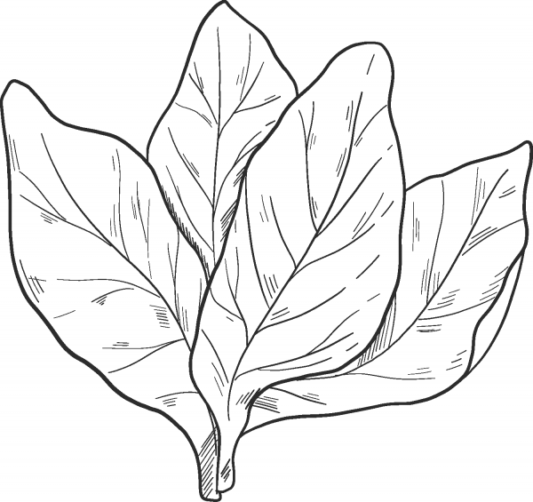 Salad coloring page image