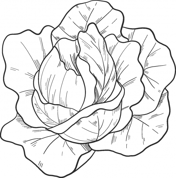 Salad coloring page image