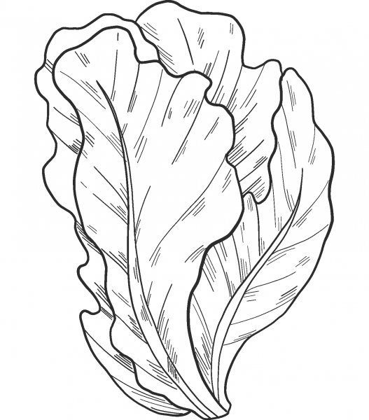 Salad coloring page image