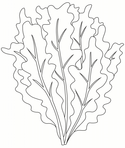Salad coloring page image