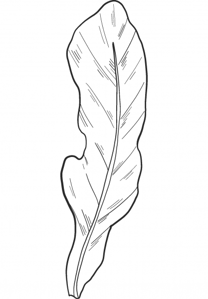 Salad coloring page image
