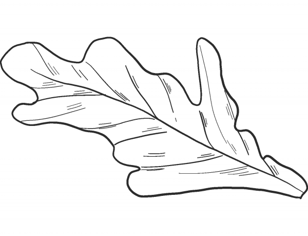 Salad coloring page image