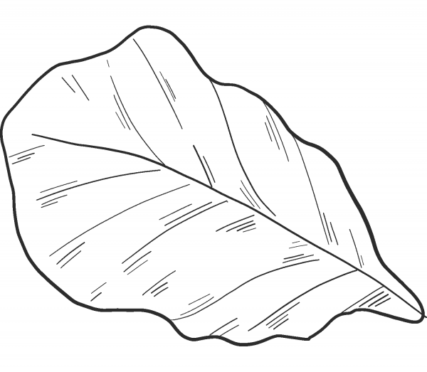 Salad coloring page image