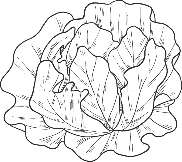 Salad coloring page image