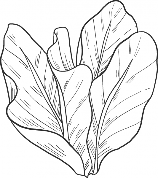 Salad coloring page image