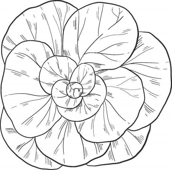 Salad coloring page image