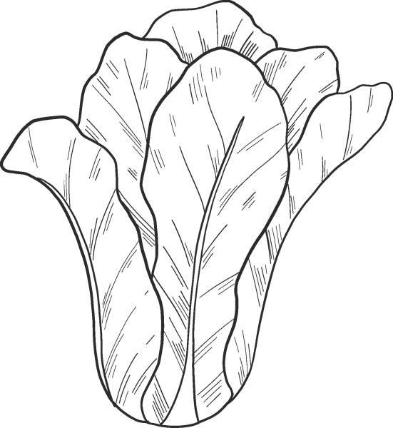 Salad coloring page image