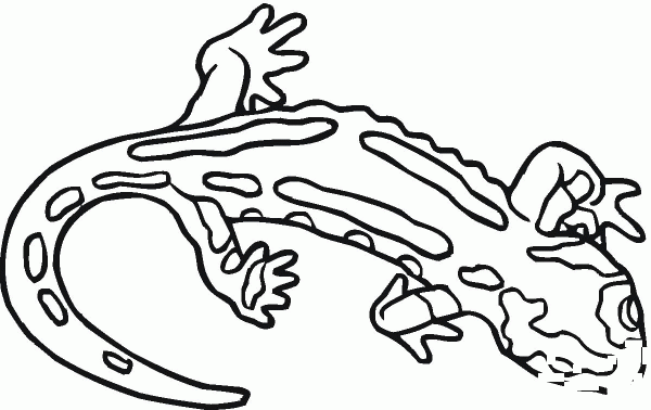 Salamander 10 coloring page image