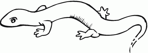 Salamander 14 coloring page image