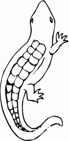 Salamander 15 coloring page image