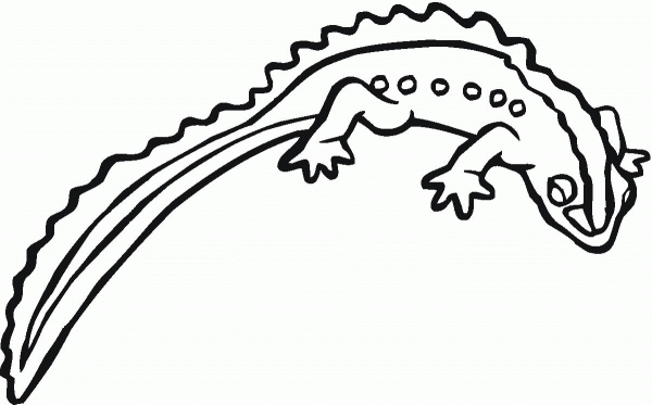 Salamander 17 coloring page image