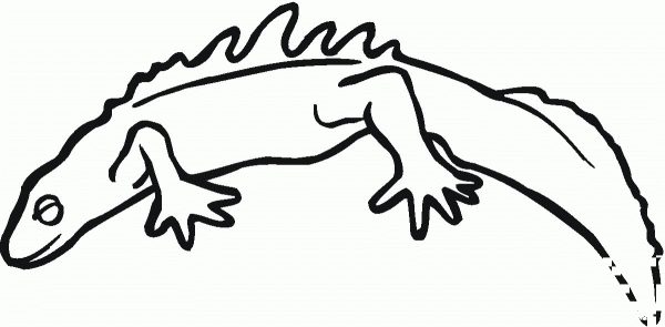Salamander 18 coloring page image