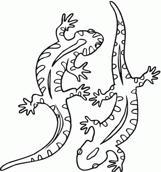 Salamander 21 coloring page image