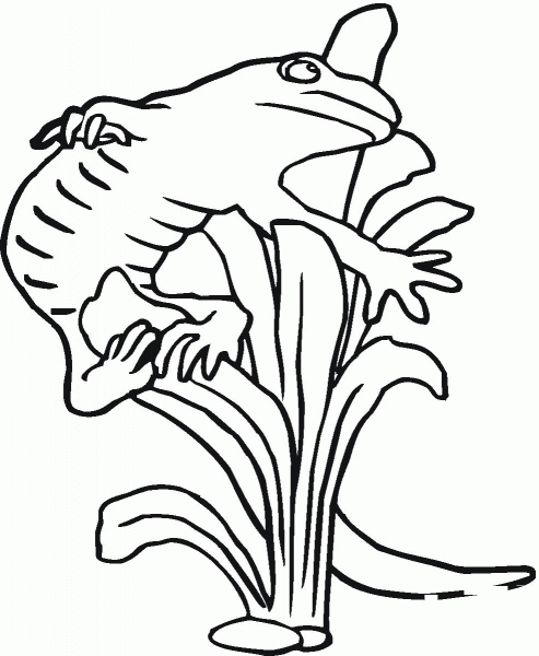 Salamander 22 coloring page image