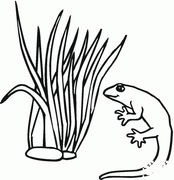 Salamander 23 coloring page image