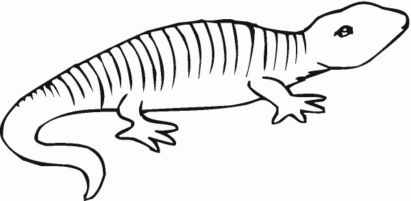 Salamander 3 coloring page image