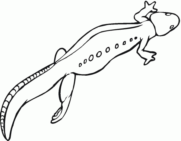 Salamander 4 coloring page image