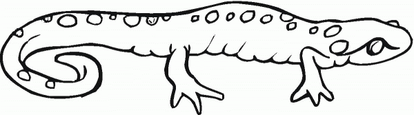Salamander 5 coloring page image