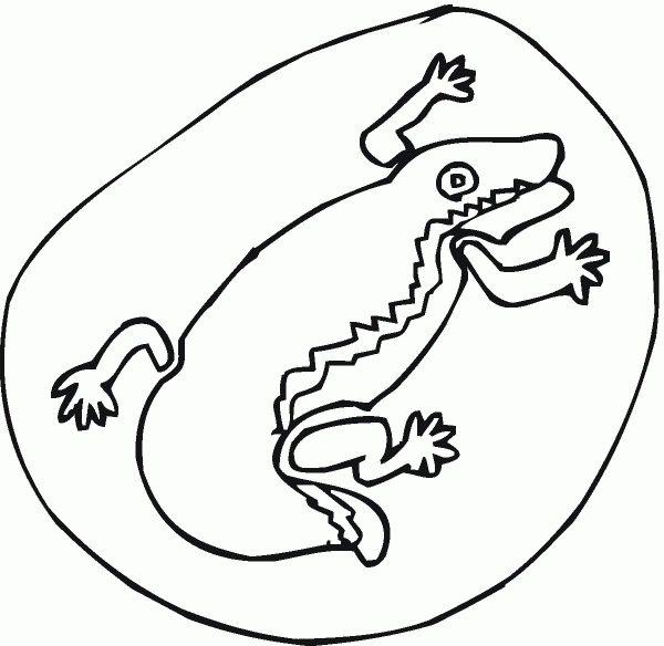 Salamander 7 coloring page image