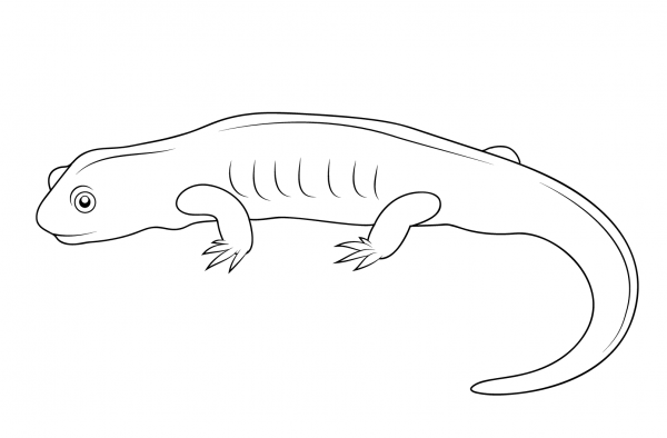Salamander coloring page image