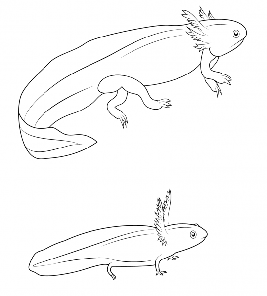 Salamander Larvae coloring page image