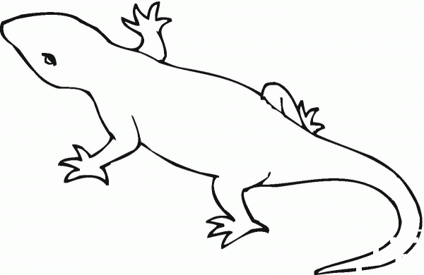 Salamander outline coloring page image