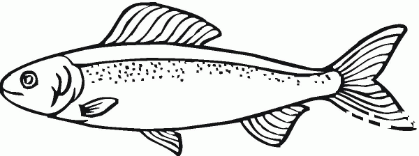 Salmon 17 coloring page image