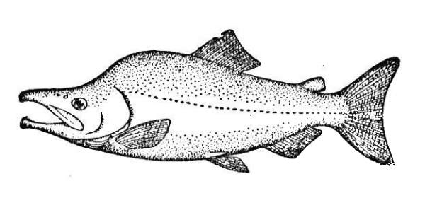 Salmon 2 coloring page image