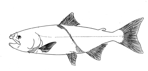 Salmon 3 coloring page image